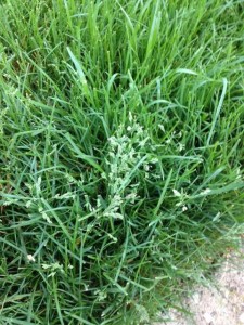fescue seeds in lawn