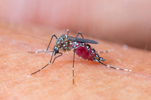 Mosquites are a nuisance for Cincinnati Reds players in Milwaukee