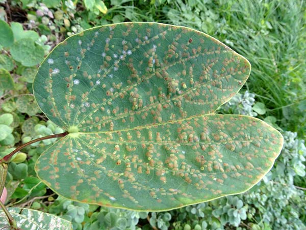 mites on leaves
