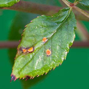 rose rust