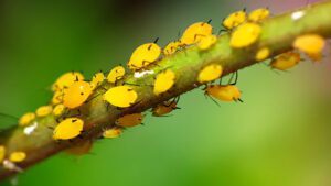 yellow lawn aphids