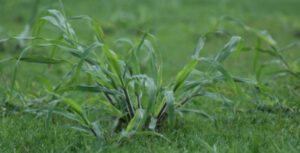 crabgrass treatment