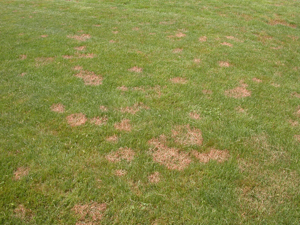 Lawn Fungus: What’s going on with my lawn? - The Organic Turf Company