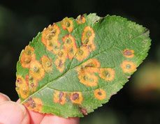 cedar rust apple leaf