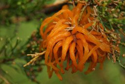 cedar rust gall