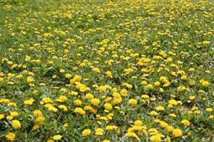 dandelions weed control