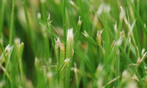 worn mower blade tears grass