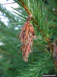 bagworm identification