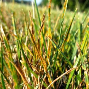 grass rust