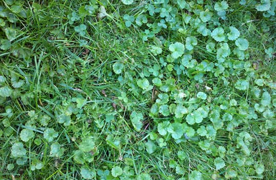 ground ivy weed