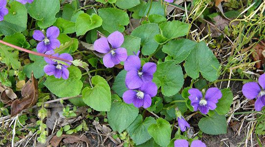 wild violets weed