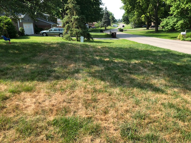 lawn turning brown