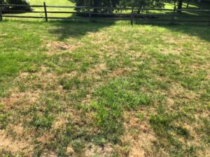 drought lawn health