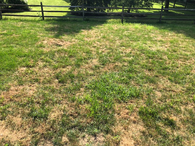 My lawn is turning brown - The Organic Turf Company