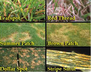 lawn patch diseases
