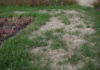 Grub Damage in Lawns - The Organic Turf Company