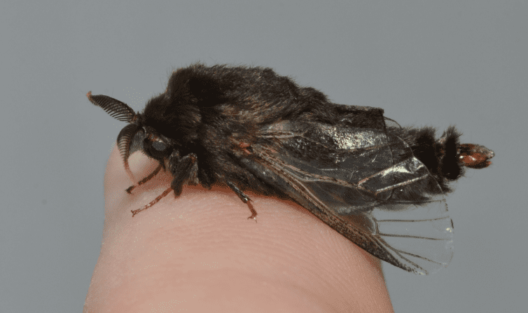 adult bagworm