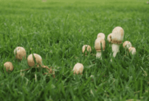 Eliminate Mushrooms In Your Lawn