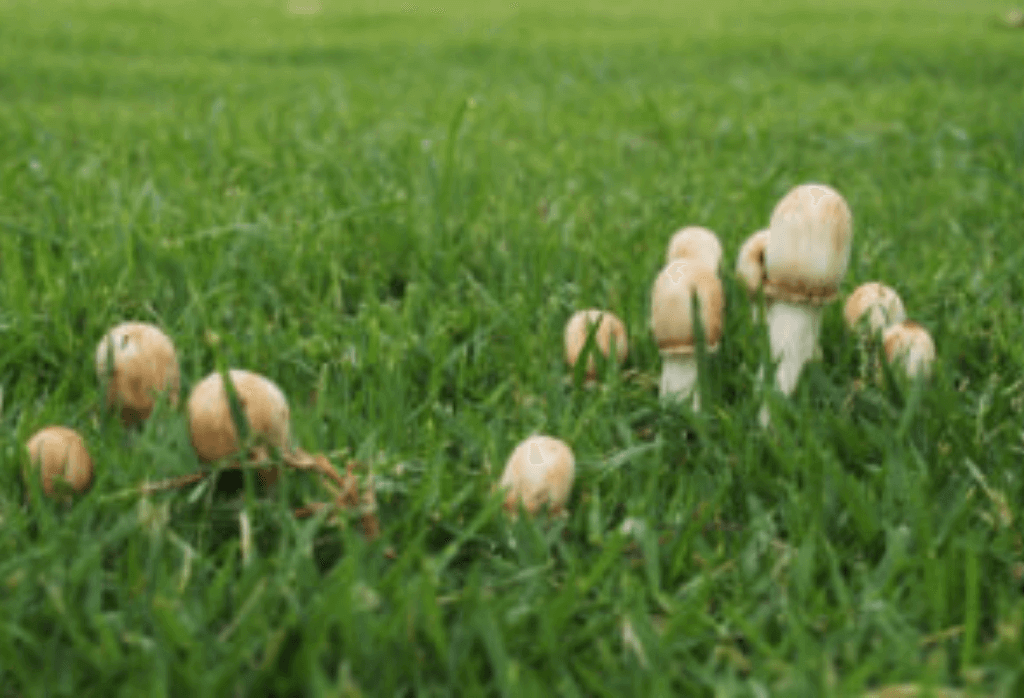 Eliminate Mushrooms In Your Lawn