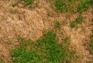 Brown Patches In Lawn