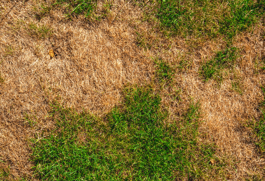 Brown Patches In Lawn