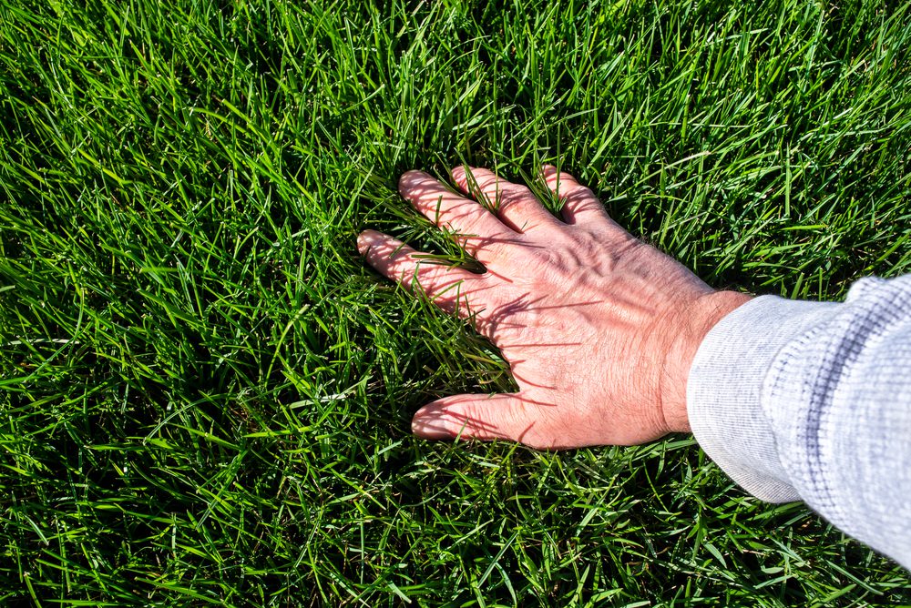 Turf-Type Tall Fescue Grass