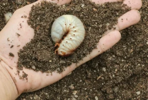 how to control grubs