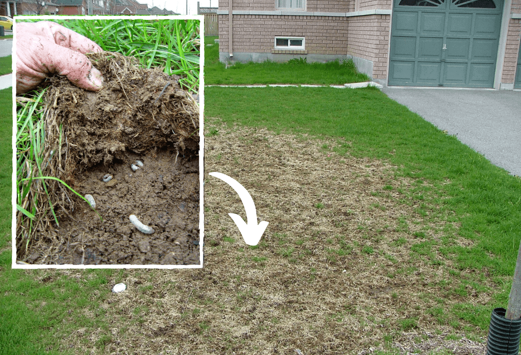 White Grub Lawn Damage