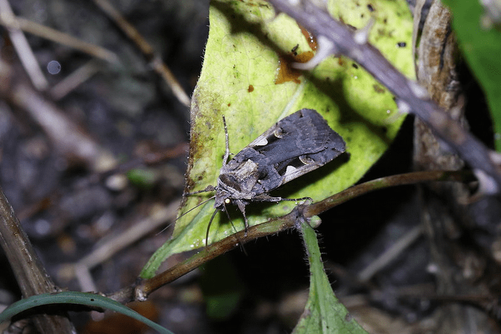 Spotted Cutworm