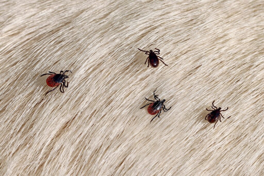 Several ticks of Ixodes ricinus and Rhipicephalus sanguineus crawl on a white dog fur, tick invasion after walking the dog, pets bring dangerous parasites into the apartment